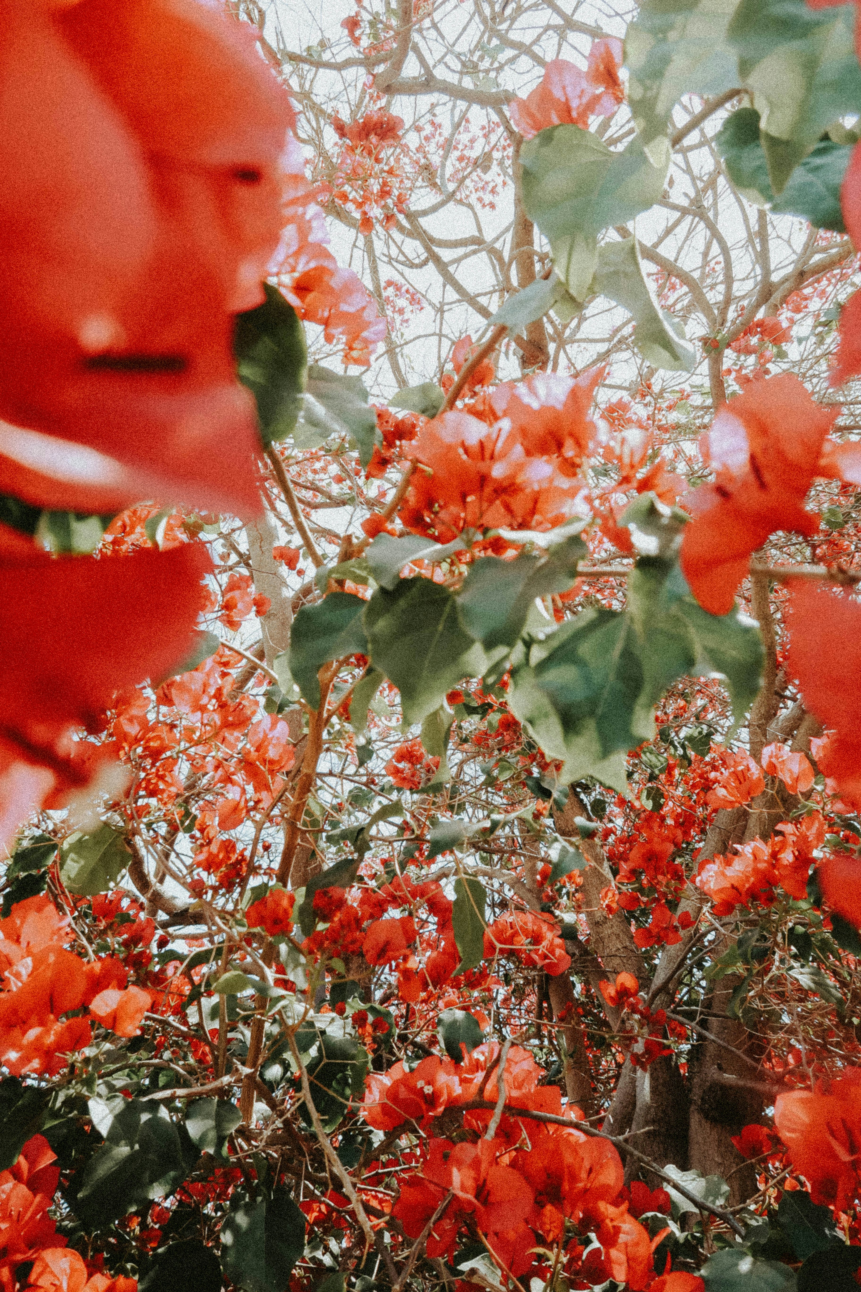 red and green leaves during daytime